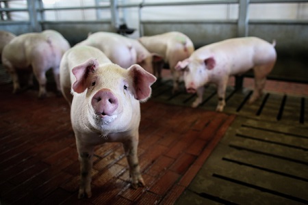 Случаи классической чумы свиней выявлены в трех охотхозяйствах Приморья