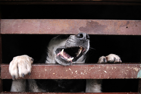 Карантинный режим введен в Саяногорске из-за бешенства у собаки