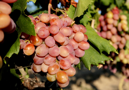 Краснодарский край планирует сохранить закладку виноградников на уровне 1,6 тыс. га в 2018 году