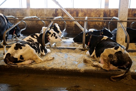 Молочную ферму стоимостью 500 млн руб. планируется ввести в 2018г на Кубани