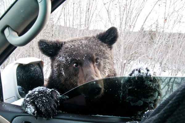 Охотникам в ХМАО пришлось застрелить медведя-шатуна, который бродил по дачам