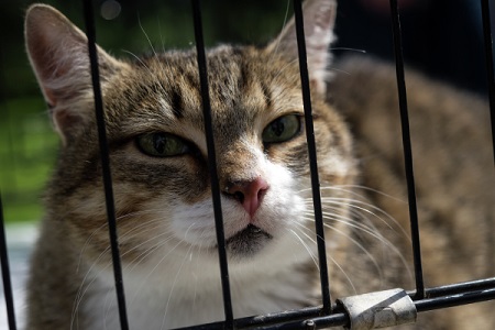 Второй раз с начала года в Москве объявлен карантин из-за бешенства домашнего животного