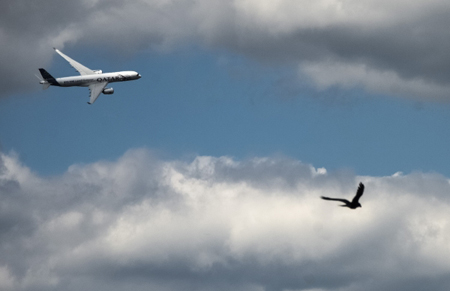 Два самолета не смогли сесть в Домодедово с первой попытки из-за птиц на посадочной полосе