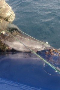 Почти полсотни дельфинов погибли в сетях задержанных у берегов Крыма украинских браконьеров