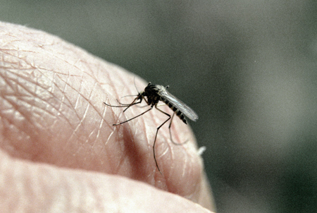 Массовое нашествие комаров произошло в Воронежской области из-за паводка