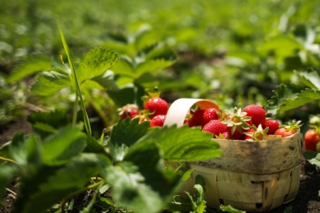 Курортников в Крыму обещают кормить в отелях местными фруктами, овощами и мясом