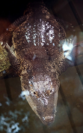 Крокодила Гену, жившего в мясном отделе камчатского рынка, хотят отправить в зоопарк