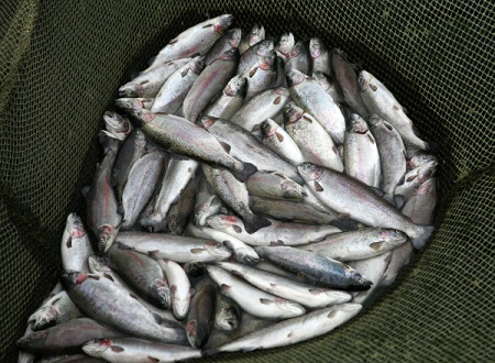 В Калининградской области выясняют причину массовой гибели рыбы в реке Нельма
