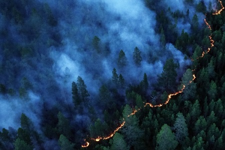 Площадь лесных пожаров сократилась в Заполярье до 500 га