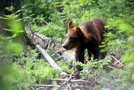 Жители Магадана за 10 дней восемь раз жаловались на появлявшихся в городе медведей