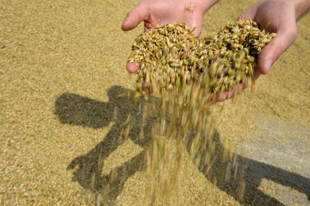 РФ собрала почти 70 млн тонн зерна с половины площадей