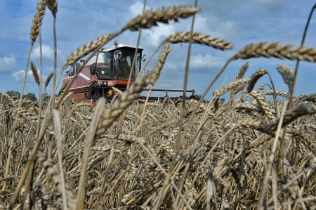 Воронежская область завершает уборку зерновых, урожайность снизилась из-за погоды