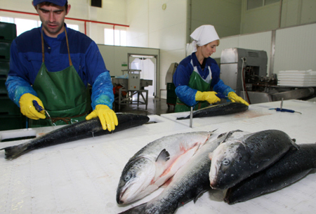 Производство рыбы в Тюменской области за 9 месяцев выросло почти вдвое