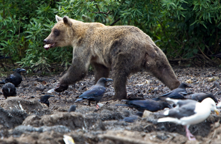 Спецназ застрелил медведя, державшего в страхе поселок под Иркутском