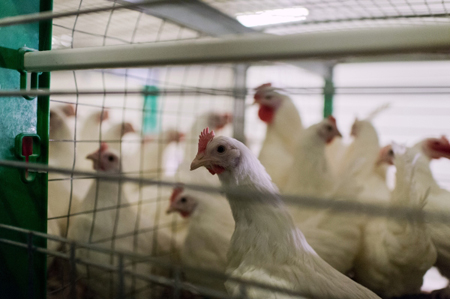 На Челябинской птицефабрике проведут проверку из-за жалоб жителей на неприятный запах
