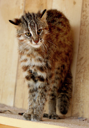 Дальневосточный лесной кот появился в Московском зоопарке