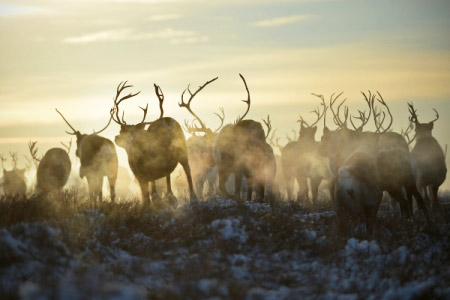 Предприятие "Ямальские олени" закупит 30 тонн оленины для поставки в Финляндию