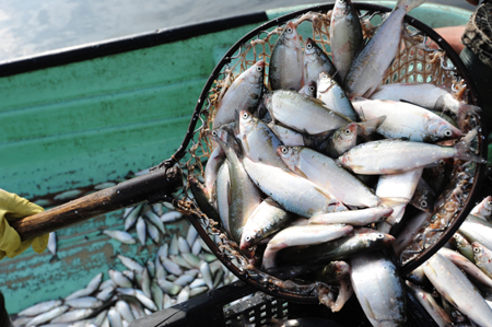 Пограничники нашли на борту научного судна Севгидромета почти 2 тонны незаконно выловленной рыбы