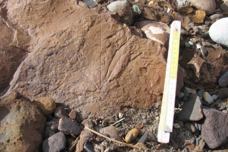Сибирские геологи нашли в Арктике отпечатки теплолюбивых ископаемых растений