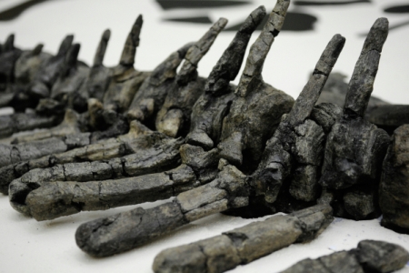 Найденные в Ульяновской области кости динозавра принадлежали неизвестному ранее титанозавру