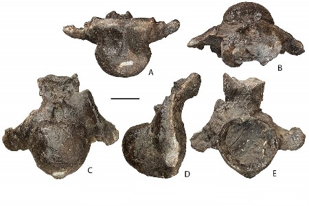 Найденные в Ульяновской области кости динозавра принадлежали неизвестному ранее титанозавру - ученые