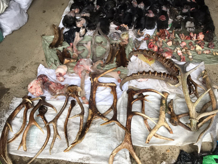 "Склад" с дериватами краснокнижных зверей обнаружили в Приморье