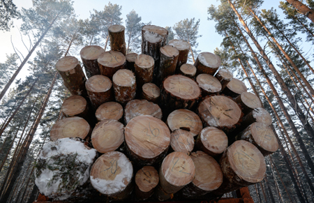 Неизвестные на востоке Приморья незаконно вырубили деревья на 43 млн рублей