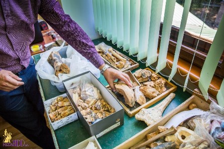 Кости животных, обитавших в Крыму 1,5 млн лет назад, покажут желающим