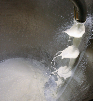 Закупочные цены на молоко-сырье в Свердловской области прекратили снижение