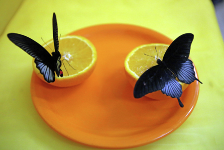 Тропические бабочки с Филиппин и Коста-Рики появятся в Московском зоопарке