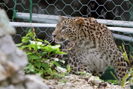 Охотники в Абхазии застрелили леопарда, выпущенного в дикую природу в 2016 году