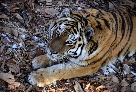 Власти Приморья готовятся принять знаменитого тигра Амура от Хабаровского края