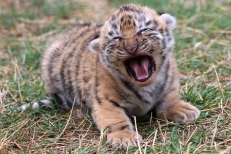 Прокуратура выясняет условия содержания тигренка в контактном зоопарке Тулы