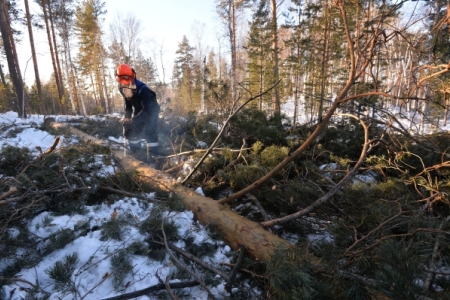 Матвиенко предлагает приостановить экспорт леса
