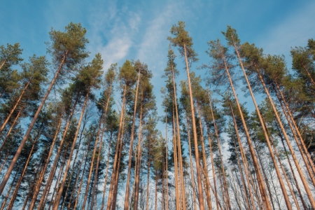 Красноярский край получит из федбюджета 551 млн руб на лесовосстановение
