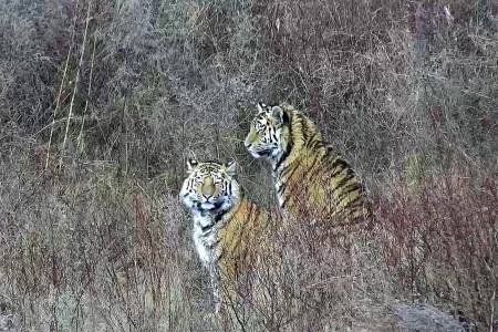 Центр "Тигр" готовит к выпуску двух молодых тигров, чья мать наводила страх на село в Приморье