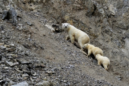 Количество белых медведей в поселке на Новой Земле сократилось до нормы - власти