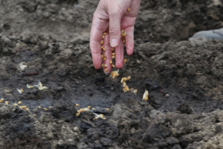 Застрахованные аграрии Крыма получат элитные семена за 20% стоимости