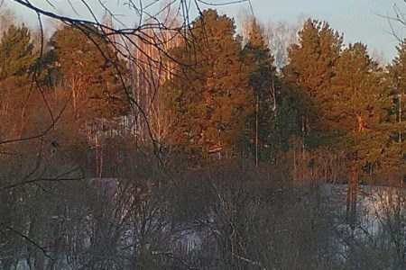 Кедровник с певчими дроздами и ласками в Томской области возьмут под охрану