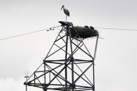 Поставщик электроэнергии в Башкирии заменил провода для защиты птиц от гибели