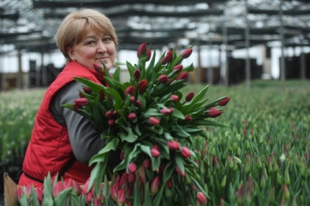 Теплицы для тюльпанов и зелени построены в Смоленской области