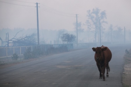 Хабаровск заволокло густым дымом от пригородных палов