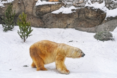 Москвичи в белом смогут бесплатно посетить зоопарк в Международный день полярного медведя