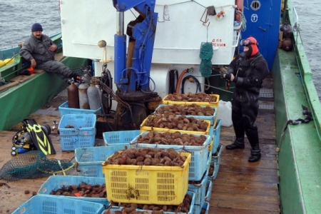 Мурманская область может увеличить объемы поставки живых морских ежей в Японию