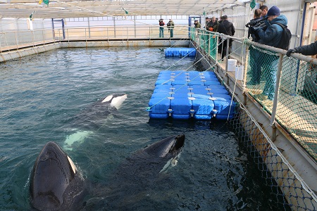 Косатки, судьбу которых руководство страны поручило решить до 1 марта, пока остаются в "китовой тюрьме" в Приморье