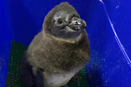 В Московском зоопарке родился птенец краснокнижного пингвина