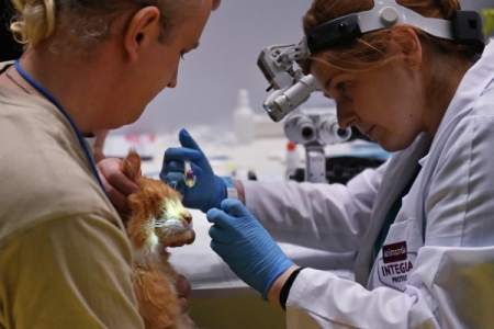 В Москве стартовал цикл ветеринарных уроков для владельцев домашних животных