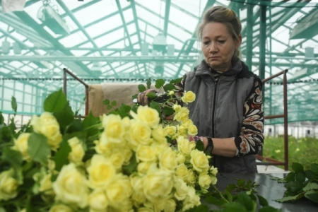 Более 2 млн роз и хризантем ввезли в Калининградскую область к 8 марта