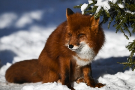 В Красноярском крае открыли охоту на лис из-за угрозы распространения бешенства