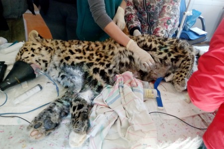 Ветеринары в Приморье отмечают улучшение состояния найденного раненого леопарда